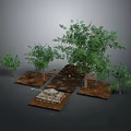 Various Green Trees of Different Sizes Planted in Soil Plots with Natural Foliage