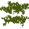 Climbing Vines With Lush Green Leaves For Natural Wall Decoration Design