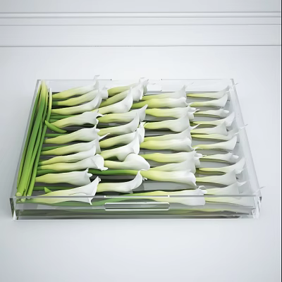 White Calla Lilies Neatly Arranged In Transparent Tray With Green Stems 3d model White Calla Lilies Neatly Arranged In Transparent Tray With Green Stems 3d model