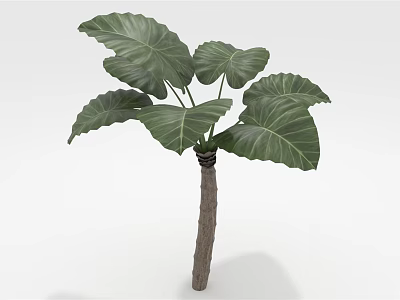 Tropical Indoor Plant with Large Green Leaves and Thick Wooden Stem for Home Decoration 3d model