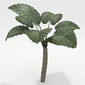 Tropical Indoor Plant with Large Green Leaves and Thick Wooden Stem for Home Decoration