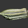 Fresh Green Okra Vegetable With Textured Surface On Dark Background Showing Natural Reflection 3d model
