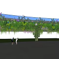 Vines Covering White Wall With Purple Flowers Hanging In Outdoor Area Where Two People Stand
