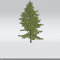 Isolated Green Arbor With Lush Foliage And Straight Trunk On White Background