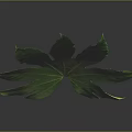 Vibrant Green Plant Leaf With Long Stem And Multiple Blades On Dark Background 3d model
