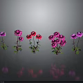 Vibrant Flowering Plants With Pink Red Blooms Green Leaves Stems And Reflections On Dark Background
