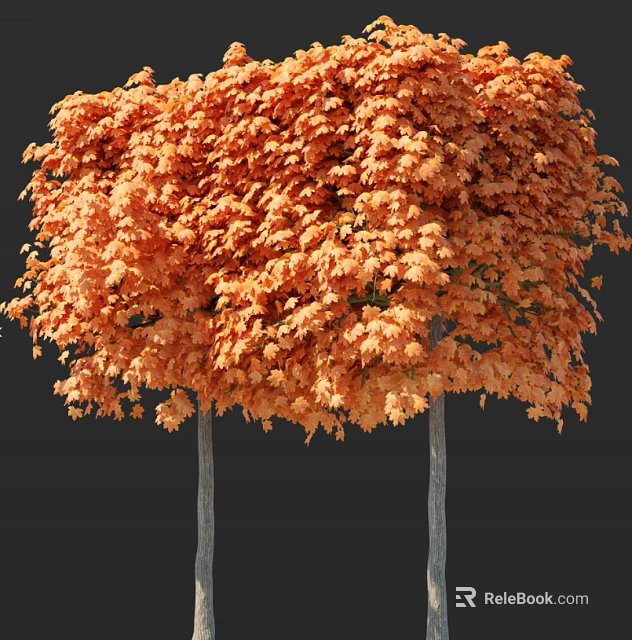 Two Orange Red Leaf Trees With Lush Autumn Foliage On Dark Background 3d model