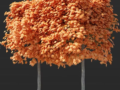 Two Orange Red Leaf Trees With Lush Autumn Foliage On Dark Background 3d model