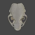 Animal Skull Display On Dark Background From URE Lab University Of Nevada