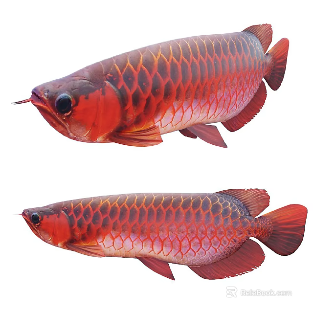 Two Red Reptiles With Shiny Scales And Distinct Body Features In Natural Habitat 3d model 