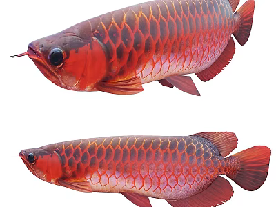 Two Red Reptiles With Shiny Scales And Distinct Body Features In Natural Habitat 3d model