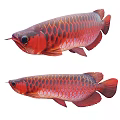 Two Red Reptiles With Shiny Scales And Distinct Body Features In Natural Habitat
