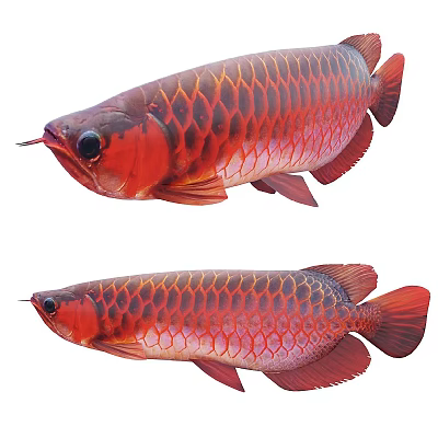 Two Red Reptiles With Shiny Scales And Distinct Body Features In Natural Habitat 3d model