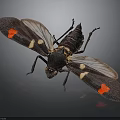 Black Insect with Red and Yellow Spots on Wings Macro View on Dark Background