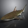 Realistic Brown Shark Model With Sharp Fins And Gray Background Reflection
