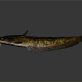 Brown Spotted Aquatic Fish With Long Body Shiny Surface And Fins