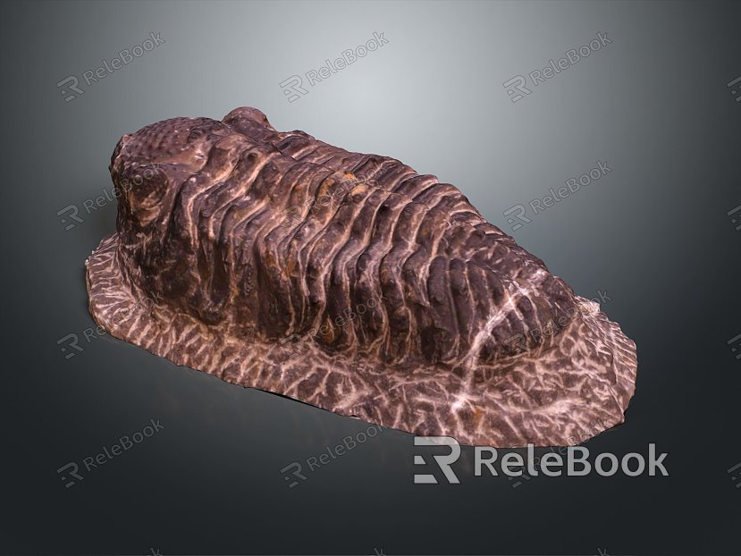 Trilobes, ancient creatures, ancient creatures, realistic model