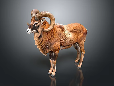 Brown Ram Taxidermy With Large Curved Horns Standing On Dark Background With Reflection 3d model