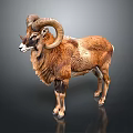 Brown Ram Taxidermy With Large Curved Horns Standing On Dark Background With Reflection