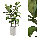 Lush Green Potted Plants in White Crackle Ceramic Pots with Vibrant Foliage