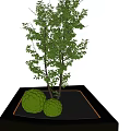 Elegant Bonsai Potted Plants With Decorative Green Foliage And Illuminated Base Platform