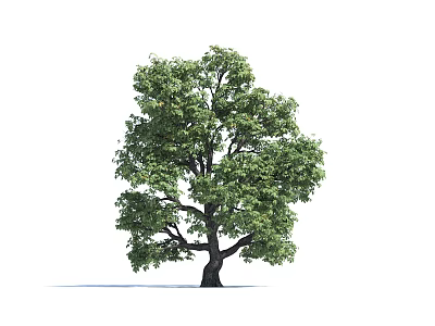 Modern Tree European Buckeye 3d model Modern Tree European Buckeye 3d model