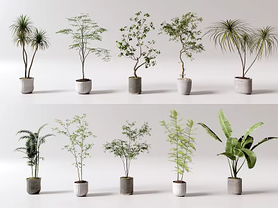 Various Types Of Indoor Decorative Potted Plants With Green Foliage And Ceramic Pots 3d model
