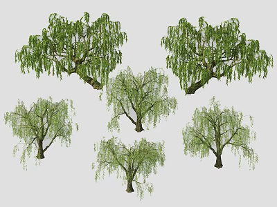 Willow Trees with Green Foliage and Drooping Branches in Different Sizes 3d model