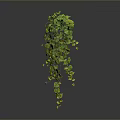 Lush Green Hanging Plant With Trailing Vines And Fresh Lush Leaves