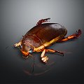 Modern dragon lice diving beetle beetle beetle beetle 3d model