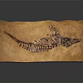 Paleontologist Examining Detailed Ancient Reptile Fossil Skeleton On Display Slab