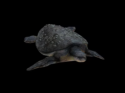 Rough Shell Marine Sea Turtle With Aquatic Body And Flippers 3d model