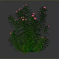Green Plant With Slender Green Leaves And Pink Flowers On Gray Background