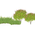 Green Ground Cover Plants With Flowering Shrubs In Garden Landscape