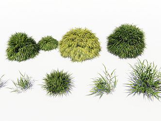 Modern shrub grass golden know grass 3d model