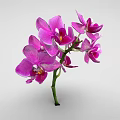 Vibrant Purple Orchid Flowers With Pink Petals And Green Stem On White Background