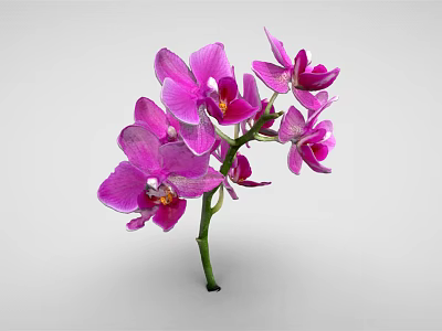 Vibrant Purple Orchid Flowers With Pink Petals And Green Stem On White Background 3d model