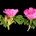 Pink Flowering Plant With Green Leaves Blooming Flowers And Small Buds