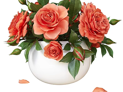 Potted Plant with Orange Roses in White Bowl Shaped Pot Green Leaves and Fallen Petals 3d model