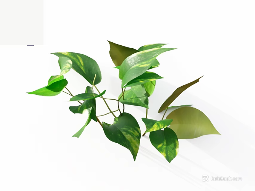 Green Plant with Variegated Yellow Green Leaves and Lush Branches on White Background 3d model 