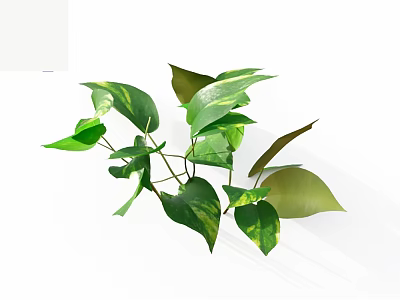 Green Plant with Variegated Yellow Green Leaves and Lush Branches on White Background 3d model