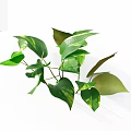 Green Plant with Variegated Yellow Green Leaves and Lush Branches on White Background