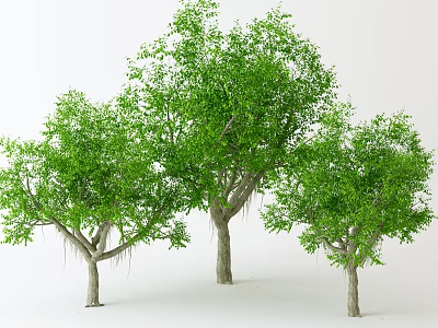 Three Lush Trees With Dense Green Foliage And Hanging Roots 3d model