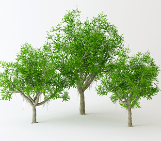 Modern Tree Big Tree Banyan Tree Plant 3d model