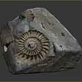Ammonite Fossil Embedded In Blue Gray Rock With Labeled Number And Cracks