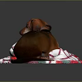 Brown Dachshund Lying On Cozy Red White Green Striped Blanket