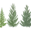 Three Green Arbor Trees Display Different Shapes And Lush Foliage