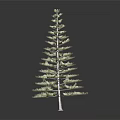 Tall Evergreen Pine Tree With Green Needles And Natural Trunk Structure