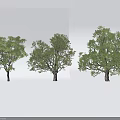 Three Arbor Trees With Lush Green Foliage Different Shapes And Sturdy Trunks 3d model