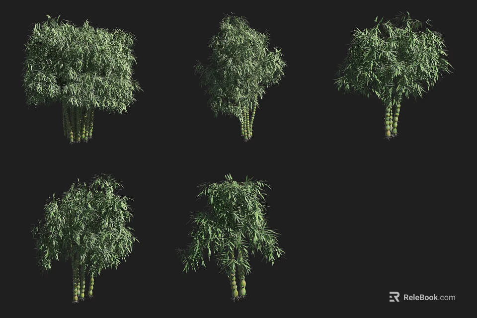 Multiple Bamboo Plants Showcasing Various Natural Growth Patterns And Forms 3d model 